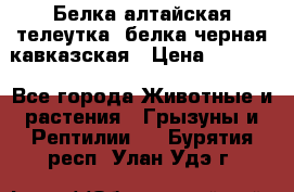 Белка алтайская телеутка, белка черная кавказская › Цена ­ 5 000 - Все города Животные и растения » Грызуны и Рептилии   . Бурятия респ.,Улан-Удэ г.